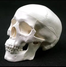 Human Medical Skull Model Anatomy Animated Skull