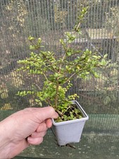 3 x Lonicera nitida green