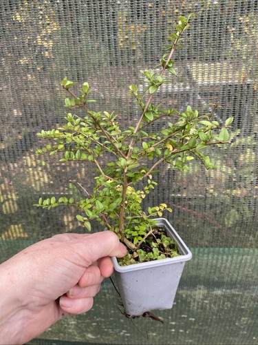 Lonicera nitida green - 3, x