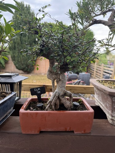 Elm bonsai - elm,