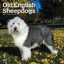 Old English Sheepdogs Calendar 2026 - Dogs - Month To View