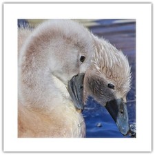 Cygnets Baby Swan Bird