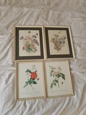 Framed Botanical Art Print