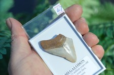 Wow genuine megalodon shark - genuine,