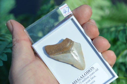 Wow genuine megalodon shark - wow,,