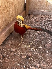 6 Red Golden Hatching Eggs