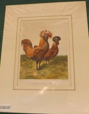 A VINTAGE ENGRAVING GOLD-SPANGLED POLISH CHICKENS BIRD 36cms by 28cms P1767