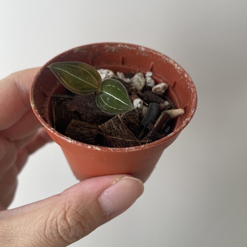 Jewel orchid ludisia - jewel,