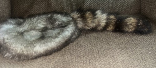 Coonskin cap davey crockett - coonskin,