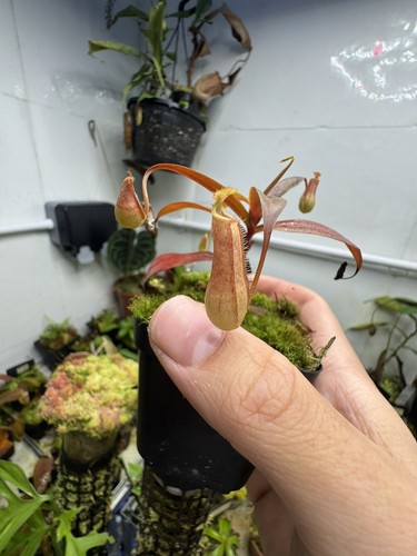 Nepenthes gracilis red sg - nepenthes,