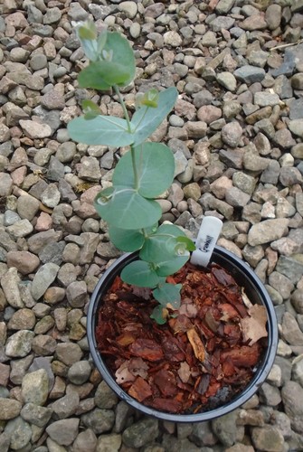 Eucalyptus gunnii cider - eucalyptus,
