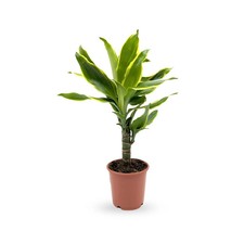 Dracaena fragrans | Dragon