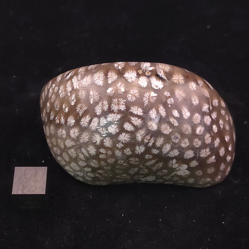 Tisbury fossilized coral - tisbury, –