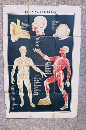 Large vintage anatomical chart - vintage,