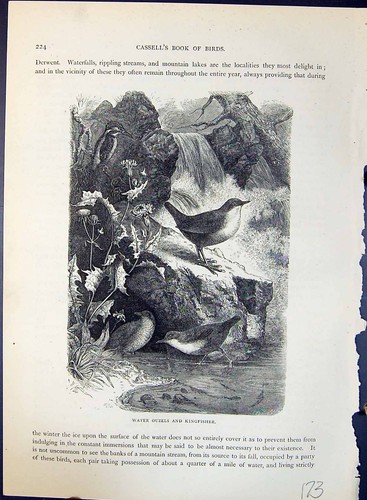 Antique old print water - print,