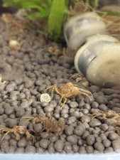 5 Thai Micro Spider Crabs