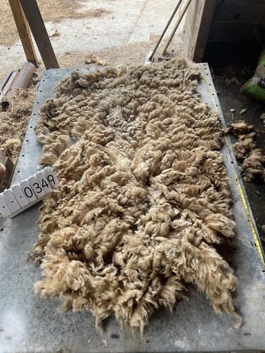 Portland raw unwashed sheep - raw,