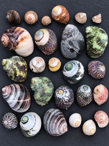 Mixed spiral seashell - mixed,