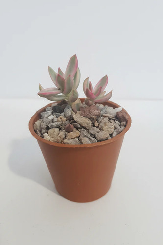 Crassula rubricaulis candy - rubricaulis, 'candy