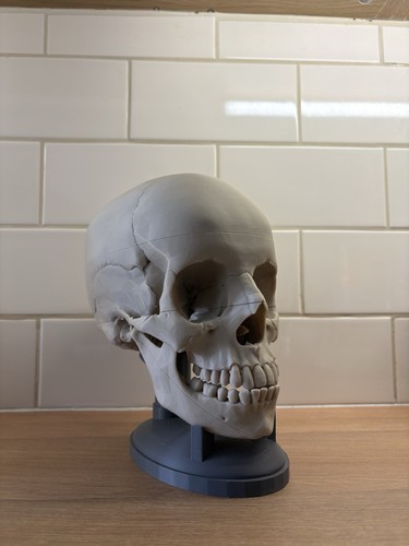 Realistic life size - realistic, life-size