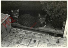 Picture Postcard: Jack Jacobs, Kajak & Frits [Art Unlimited]