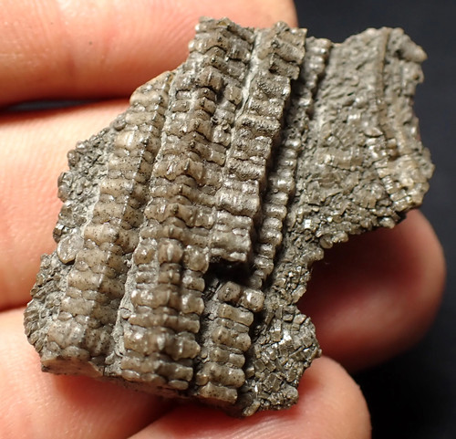 Detailed crinoid stems - detailed,
