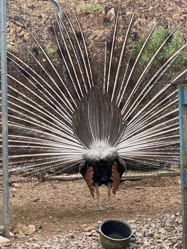 Indian blue peacock - indian, peafowl