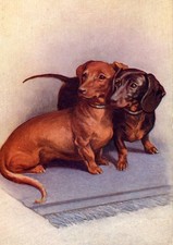 DACHSHUND DOG GREETING CARD