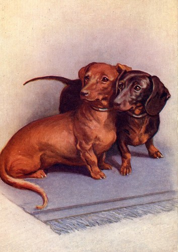 Dachshund dog greeting card - greeting,
