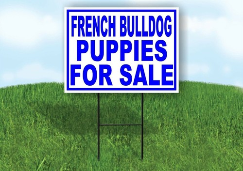 French bulldog puppies - french,