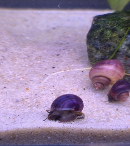 Purple high quality bred - high-quality,