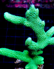 Green Montipora Digiata SPS Coral Frag Reef Digi Monti not LPS Soft Mushroom