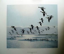Peter scott greylags came - peter,