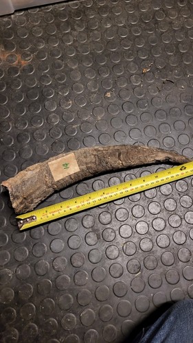 Old large horn - old, stick
