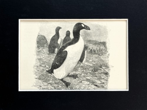 Great auk mounted antique - auk,