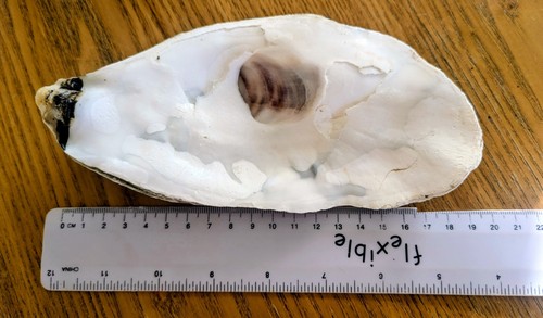 Giant oyster shell - giant,