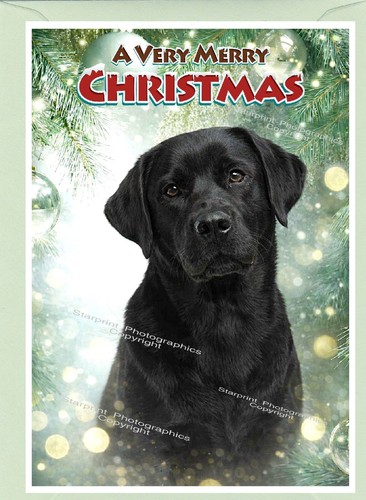 Labrador retriever black dog - retriever,