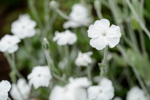 White rose campion seeds - campion, |