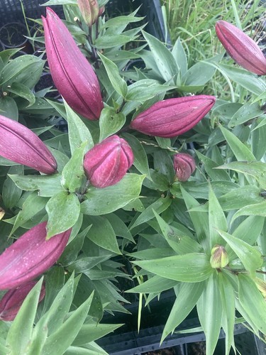 Mixed lilium longiflorum - lilium,