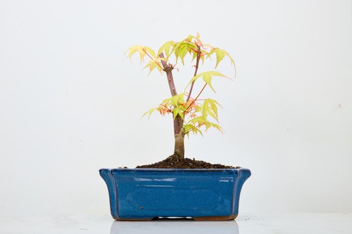 Japanese maple katsura pre - ',