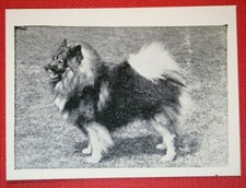 KEESHOND   Barge Dog   Vintage