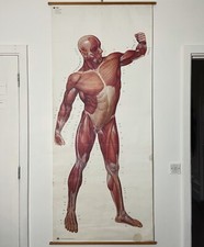 vintage foldable Anatomical male Human Muscular Structure wall Chart poster