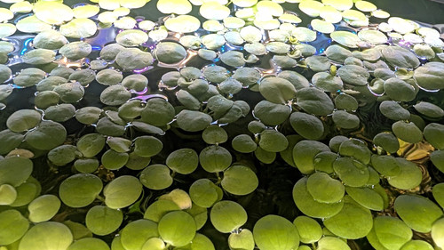 Pieces amazon frogbit - of,