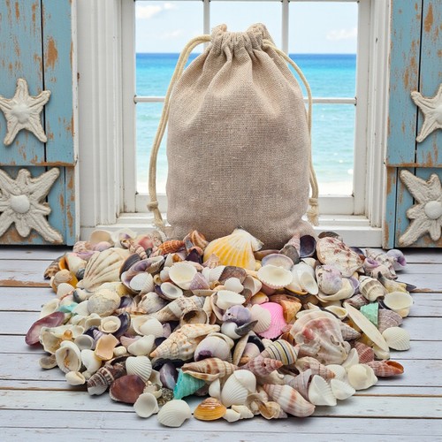 600 colorful mini - 600+, seashells