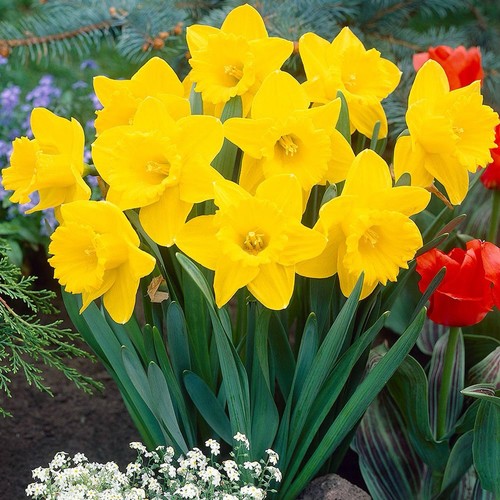 Daffodil plant golden king - golden,