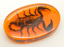 Amber Acrylic Resin Encased