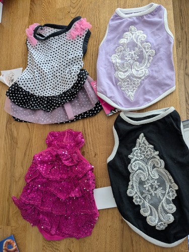 New chihuahua size - 4,