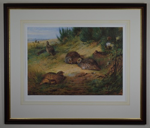 English partridges limited - english, partridges.