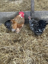 Mixed Colour Pekin Bantam Eggs