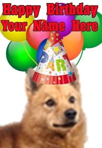Finnish spitz dog party - spitz,